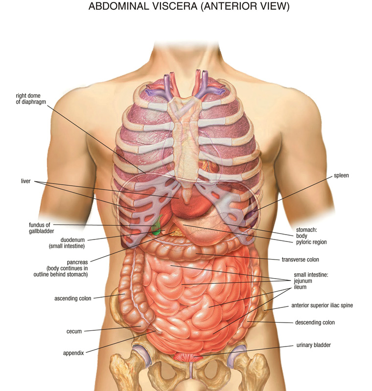 Anatomy-Abdomen