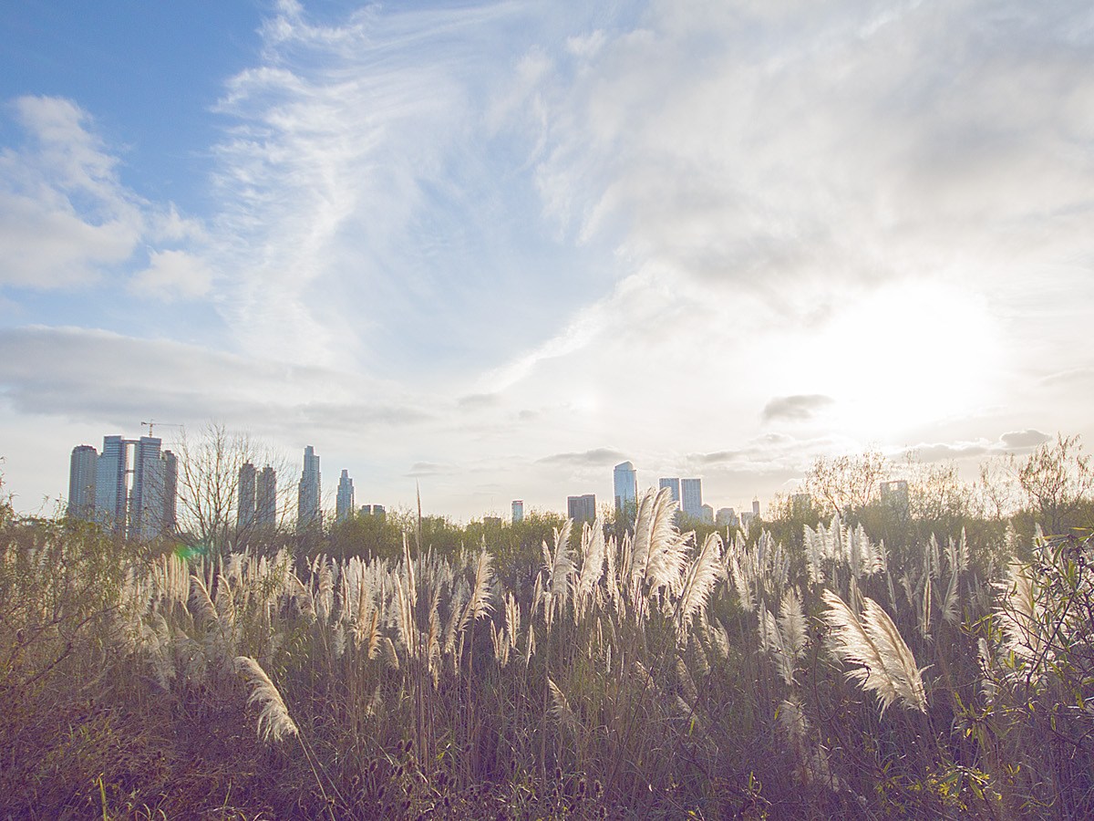 serene view from the ecological reserve in buenos aires mapes24