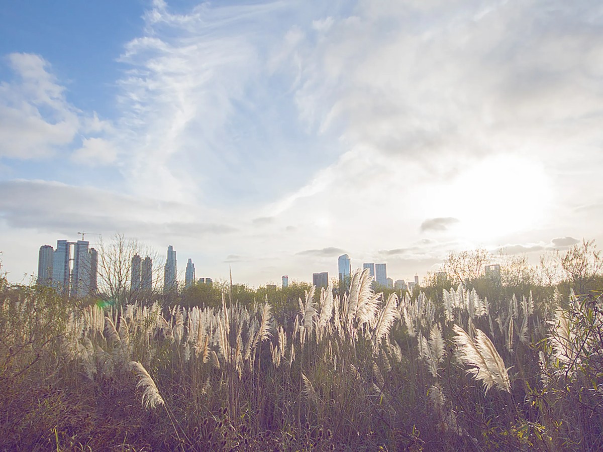 serene view from the ecological reserve in buenos aires mapes24